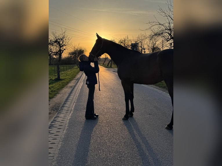 Kłusak francuski Klacz 5 lat 165 cm Gniada in Beckum