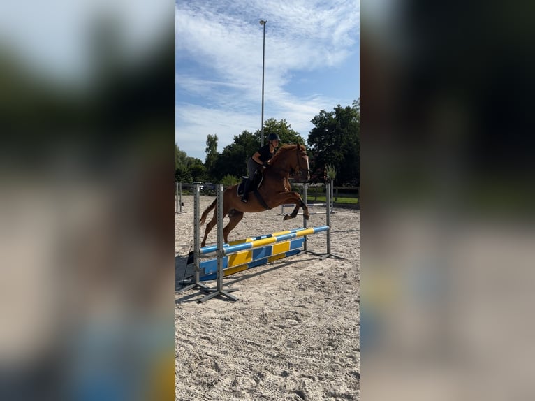 Kłusak francuski Klacz 5 lat 166 cm Kasztanowata in Nijkerk