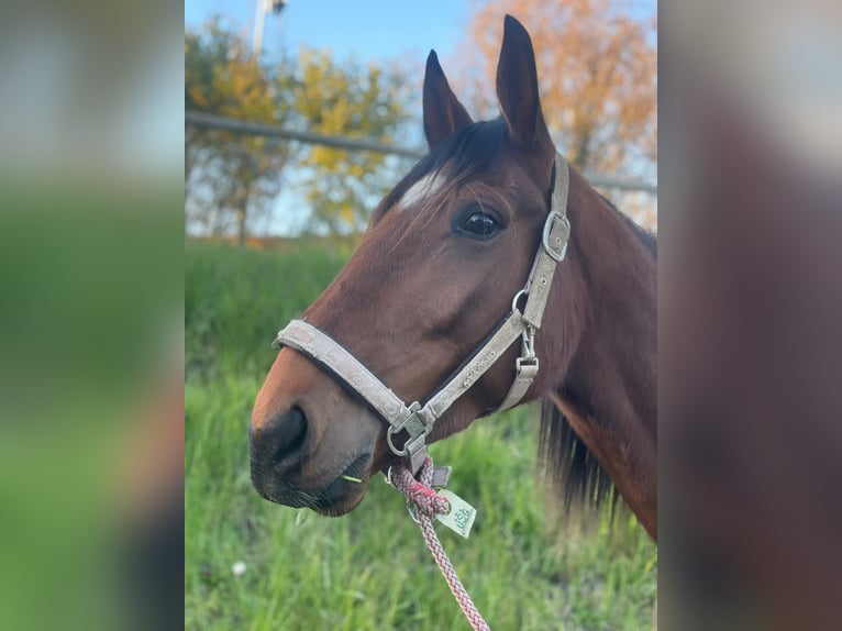 Kłusak francuski Klacz 6 lat 160 cm Gniada in Gelsenkirchen
