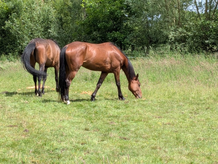 Kłusak francuski Klacz 6 lat 160 cm Gniada in Gelsenkirchen
