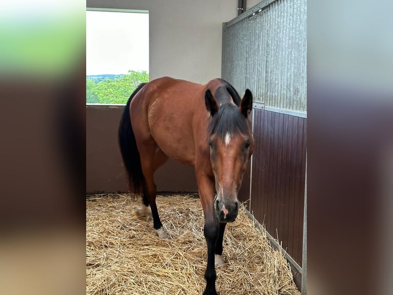 Kłusak francuski Klacz 6 lat 160 cm Gniada in Langenzersdorf