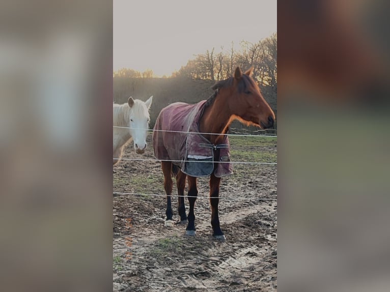 Kłusak francuski Klacz 6 lat 163 cm Gniada in Manou
