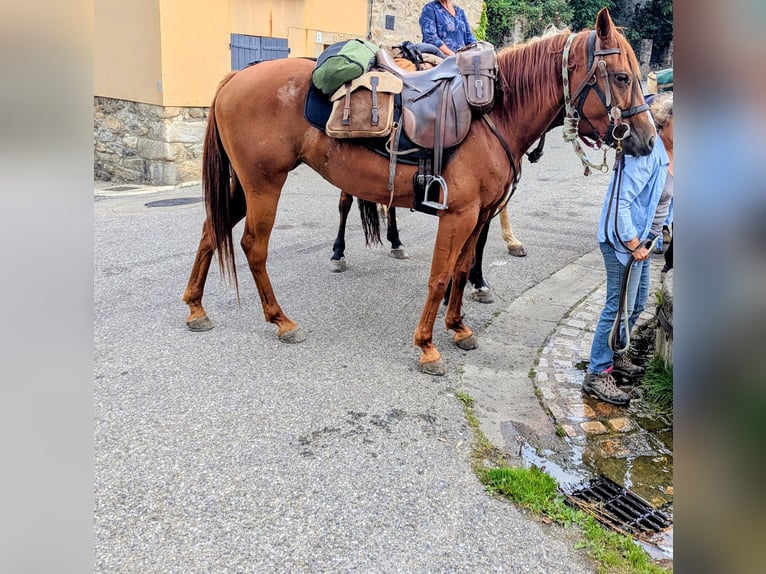 Kłusak francuski Klacz 6 lat 165 cm Kasztanowata in Perpignan