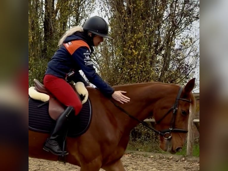 Kłusak francuski Klacz 6 lat 166 cm Kasztanowata in Roye