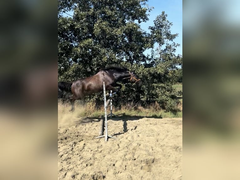 Kłusak francuski Klacz 7 lat 160 cm Kara in Heusden