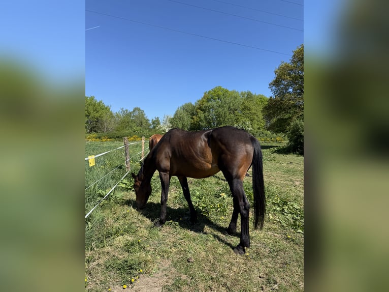 Kłusak francuski Klacz 7 lat 160 cm  in Daussois