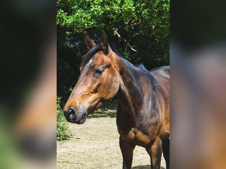 Kłusak francuski Klacz 7 lat 160 cm  in Daussois