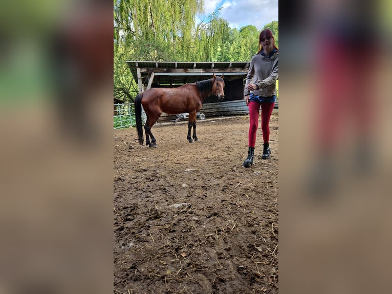 Kłusak francuski Klacz 7 lat 162 cm Ciemnogniada in Frauenau