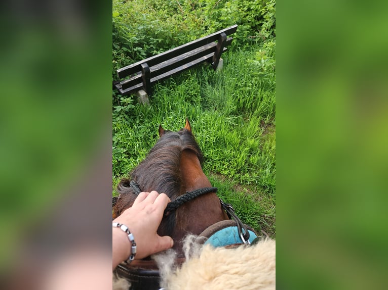 Kłusak francuski Klacz 7 lat 162 cm Ciemnogniada in Frauenau
