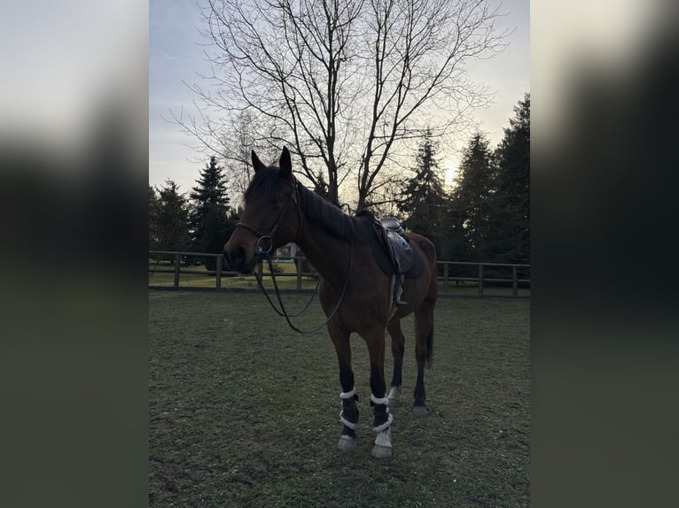 Kłusak francuski Klacz 7 lat 180 cm Kasztanowata in Sarrebourg