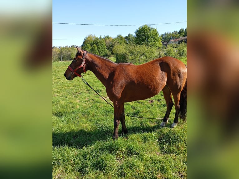 Kłusak francuski Klacz 8 lat 160 cm Gniada in Ourense, Quintela De Leirado