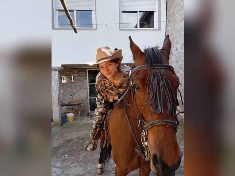 Kłusak francuski Klacz 8 lat 160 cm Gniada in Ourense, Quintela De Leirado