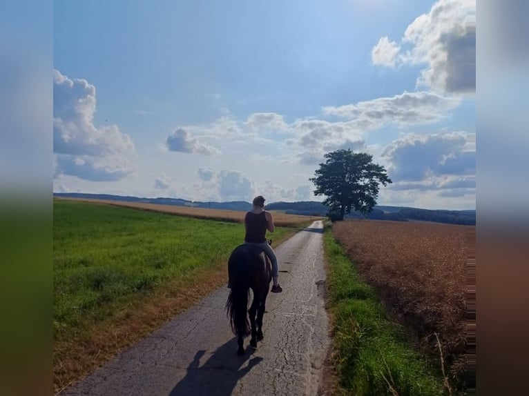 Kłusak francuski Klacz 8 lat 165 cm Ciemnogniada in Gensingen