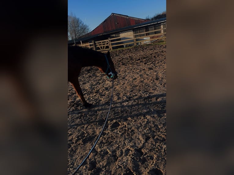 Kłusak francuski Klacz 9 lat 155 cm Ciemnogniada in Sint-Niklaas