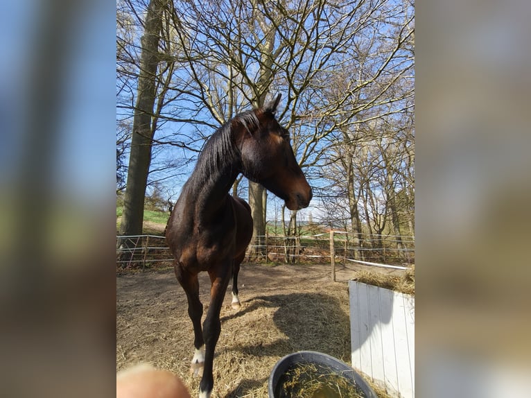 Kłusak francuski Ogier 7 lat 172 cm Gniada in Menden