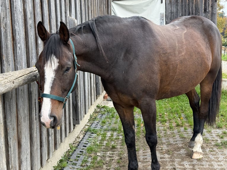 Kłusak francuski Wałach 10 lat 162 cm Gniada in Landsberg am Lech