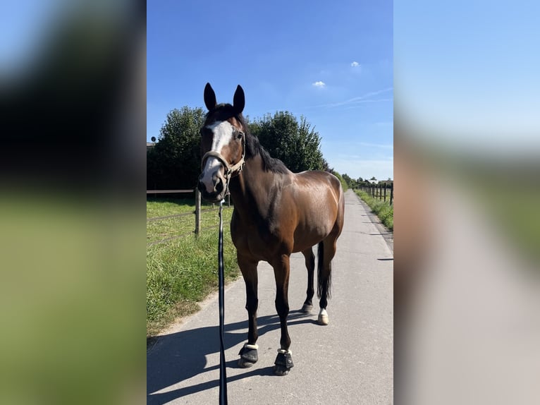 Kłusak francuski Wałach 10 lat 170 cm Ciemnogniada in Lütter am Barenberge
