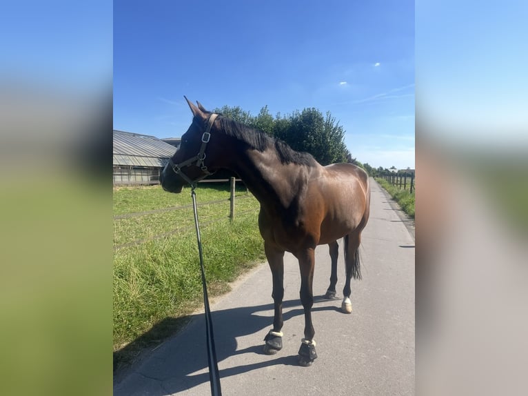 Kłusak francuski Wałach 10 lat 170 cm Ciemnogniada in Lütter am Barenberge