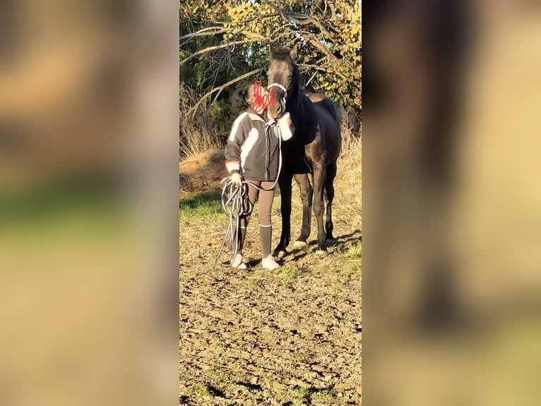 Kłusak francuski Wałach 12 lat 165 cm Kara in Ocaña