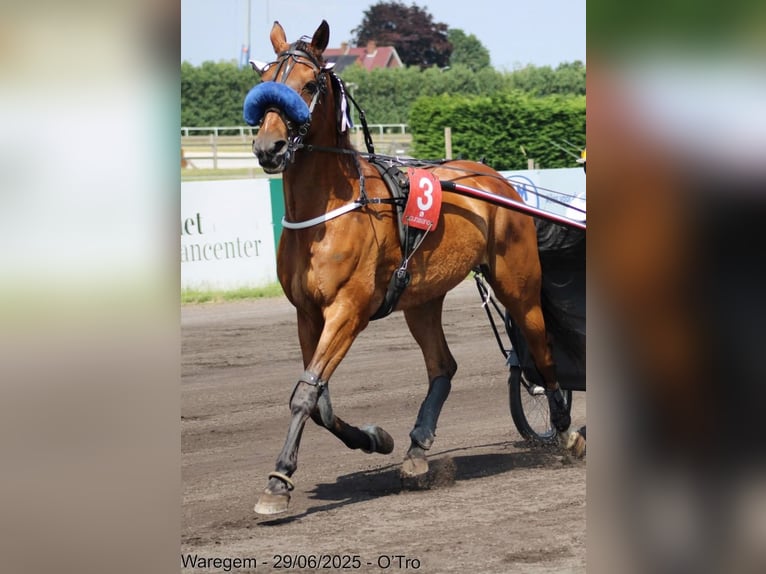 Kłusak francuski Wałach 12 lat 170 cm Gniada in Maarkedal