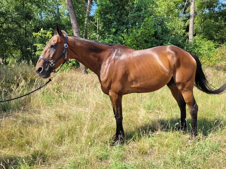 Kłusak francuski Wałach 12 lat 170 cm Gniada in Kevelaer