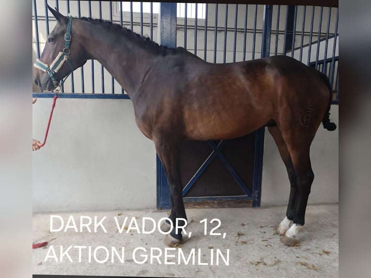 Kłusak francuski Wałach 12 lat 173 cm Ciemnogniada in Chiclana de la Frontera