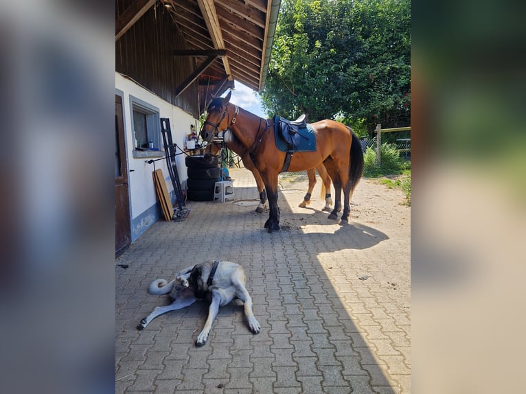 Kłusak francuski Wałach 13 lat 170 cm Gniada in Hörhausen
