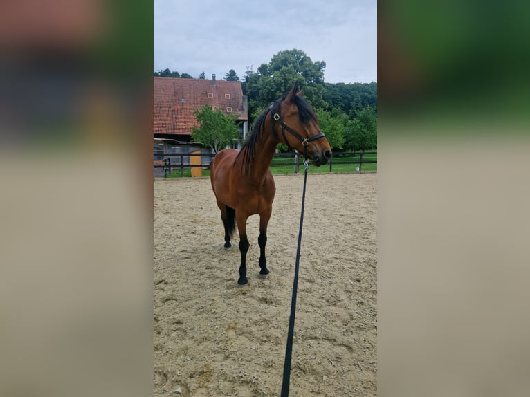 Kłusak francuski Wałach 13 lat 170 cm Gniada in Hörhausen