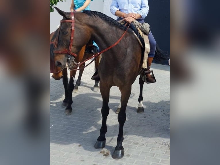 Kłusak francuski Wałach 13 lat 173 cm Ciemnogniada in Chiclana de la Frontera