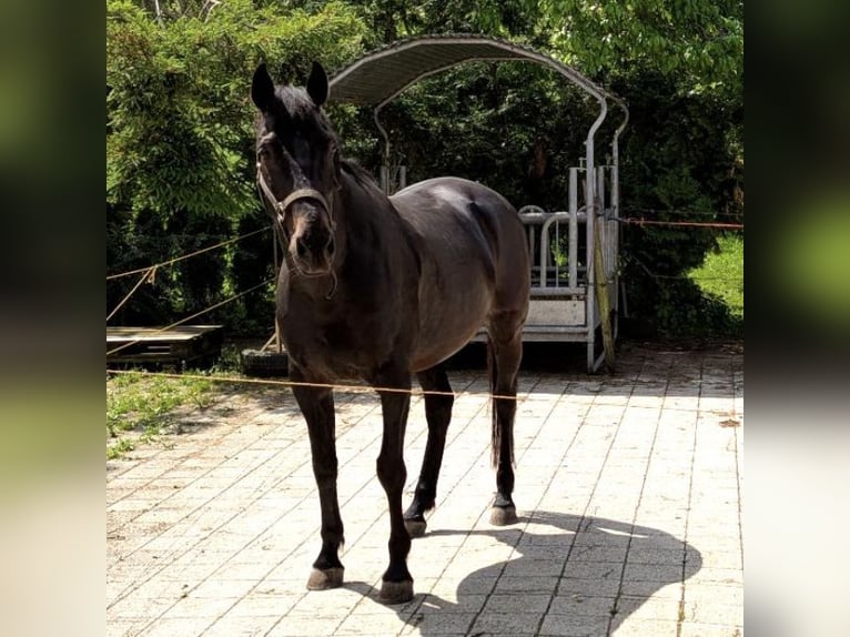 Kłusak francuski Wałach 15 lat 155 cm Ciemnogniada in Uzwil