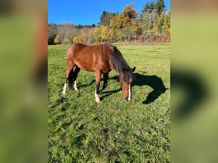 Kłusak francuski Wałach 20 lat 162 cm Gniada in Clermont-Ferrand