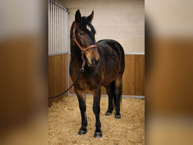 Kłusak francuski Wałach 3 lat 160 cm Gniada in Mezőtur