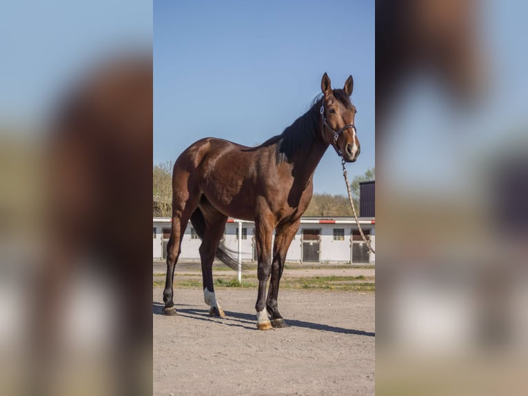 Kłusak francuski Wałach 5 lat 160 cm Gniada in Lauenbrück