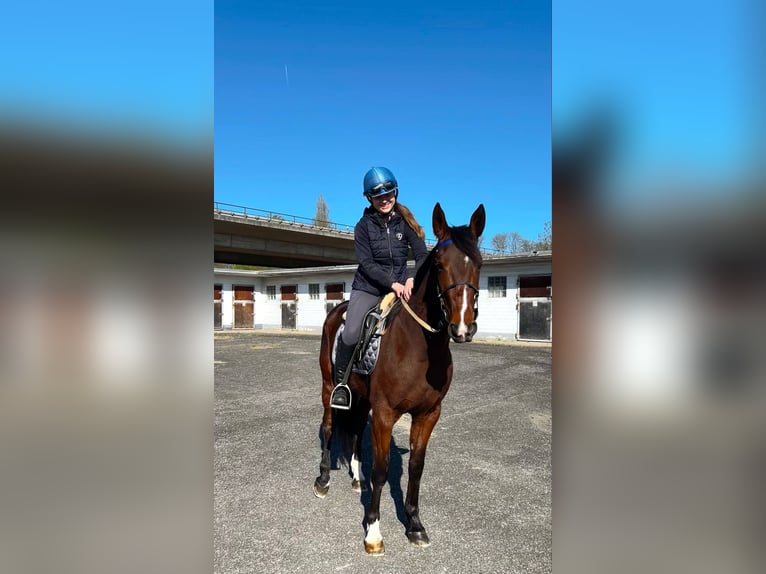 Kłusak francuski Wałach 5 lat 160 cm Gniada in Lauenbrück