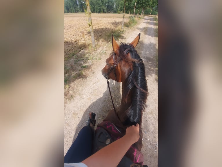 Kłusak francuski Wałach 5 lat 162 cm Gniada in Meldert