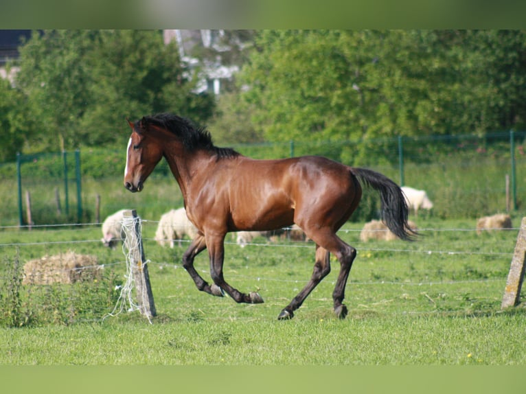 Kłusak francuski Wałach 5 lat 162 cm Gniada in Meldert