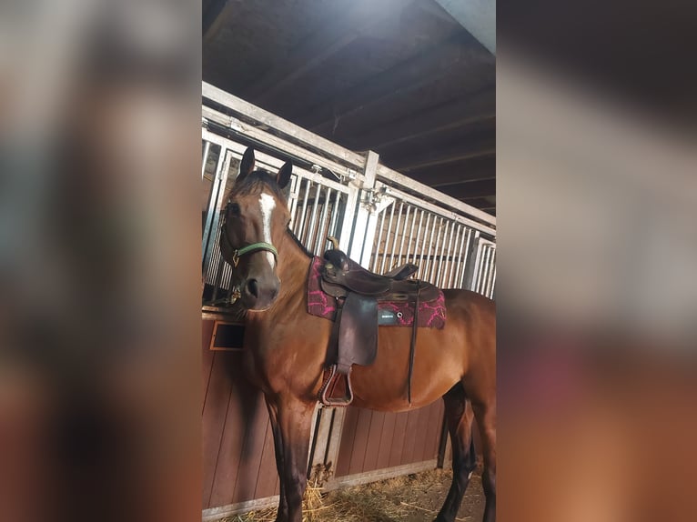 Kłusak francuski Wałach 5 lat 162 cm Gniada in Meldert