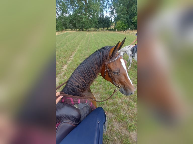 Kłusak francuski Wałach 5 lat 162 cm Gniada in Meldert