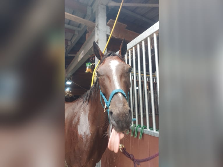 Kłusak francuski Wałach 5 lat 162 cm Gniada in Meldert