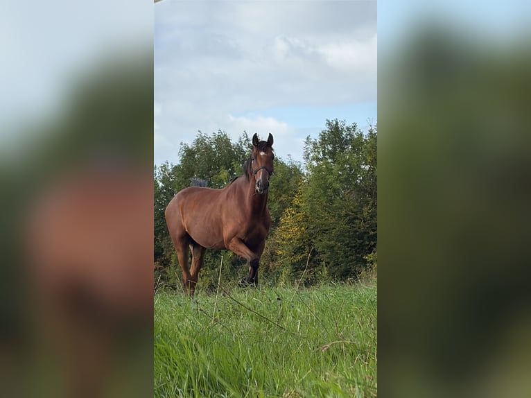 Kłusak francuski Wałach 5 lat 165 cm Gniada in Bavent