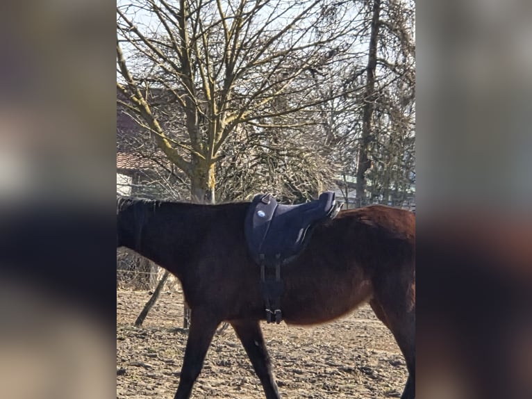Kłusak francuski Wałach 5 lat 165 cm Kara in Blankenfelde-Mahlow