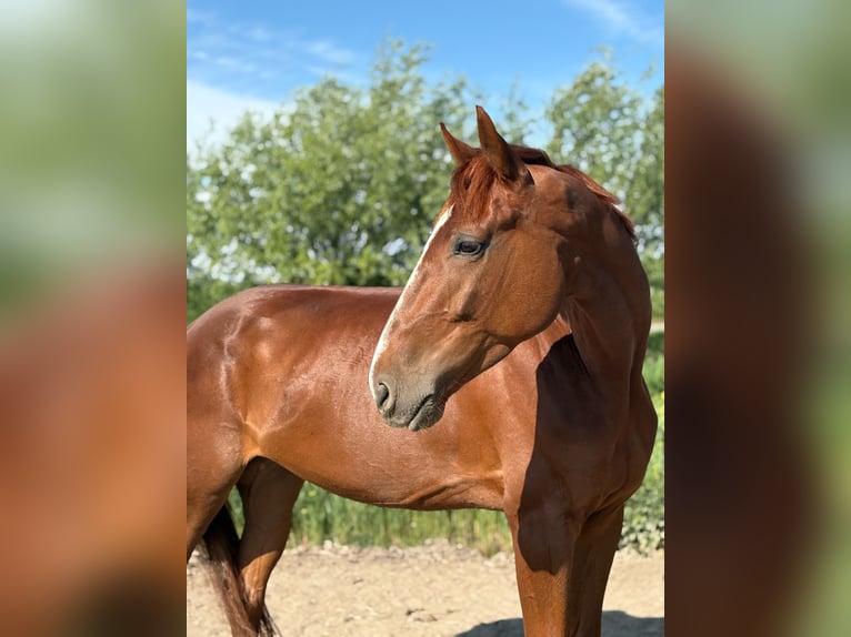 Kłusak francuski Wałach 5 lat 167 cm Kasztanowata in Hoek van Holland