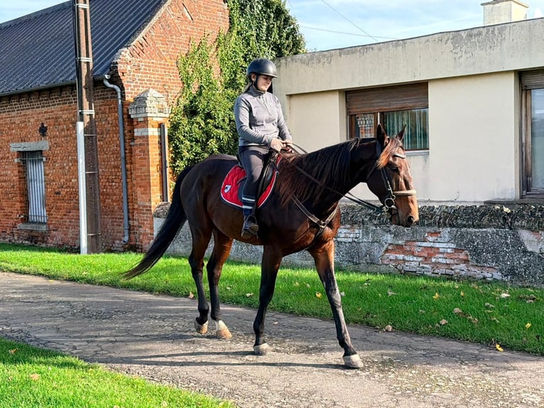 Kłusak francuski Wałach 5 lat 169 cm Skarogniada in Epenancourt