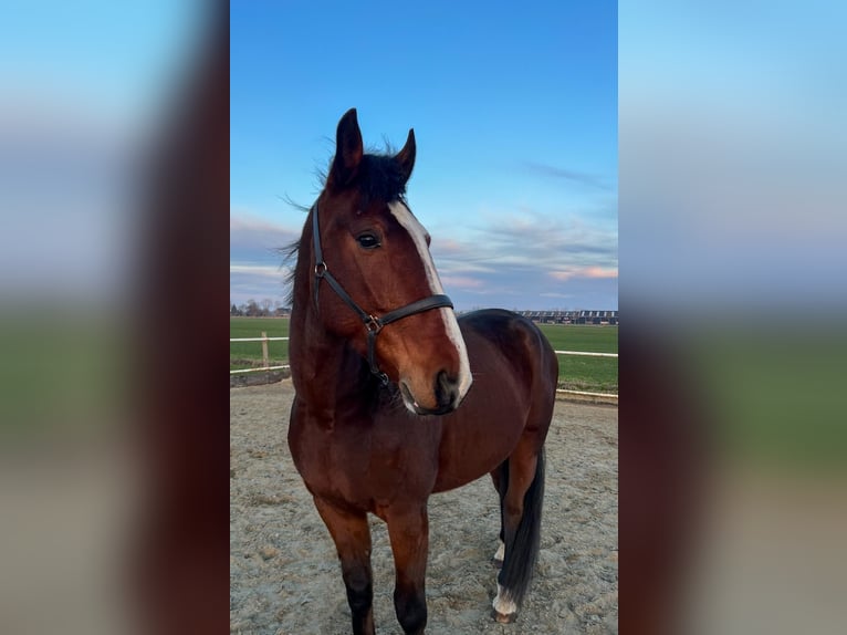 Kłusak francuski Wałach 5 lat 170 cm Gniada in Alphen aan den Rijn