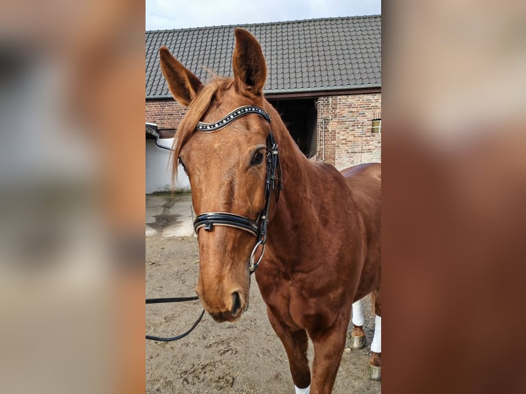 Kłusak francuski Wałach 8 lat 157 cm Kasztanowata in Moers