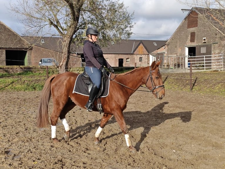 Kłusak francuski Wałach 8 lat 160 cm Kasztanowata in Moers