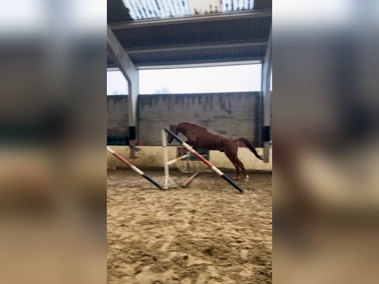 Kłusak francuski Wałach 8 lat 175 cm Kasztanowata in Steenwerck