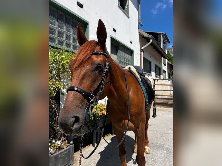 Kłusak francuski Wałach 9 lat 158 cm Kasztanowata in Gelsenkirchen