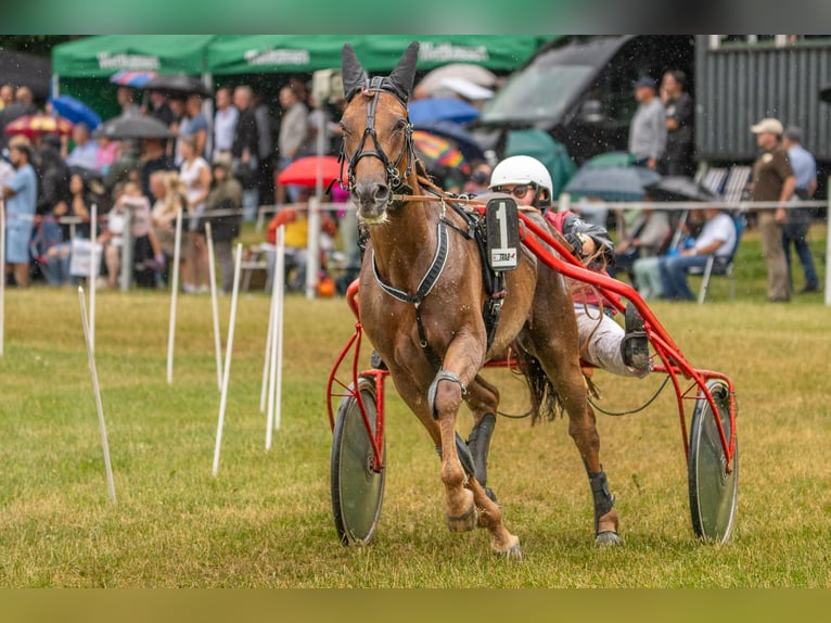 Kłusak francuski Wałach 9 lat 158 cm Kasztanowata in Gelsenkirchen