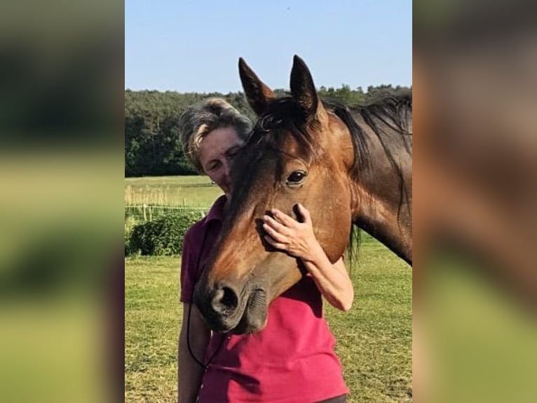 Kłusak niemiecki Klacz 11 lat 154 cm Gniada in Thyrow